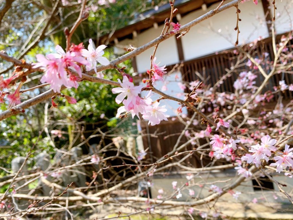 平野神社　桜　十月桜　種類